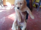 Golden Retriver Puppy