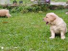 Golden Retriever Puppy