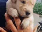 Golden Retriver Puppies