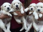 Golden Retriever Puppies