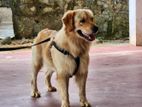 Golden Retriver Puppy