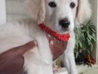 Golden Retriver Puppy