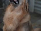 Golden Retriever Male Dog for Cross/ Stud
