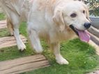 Golden Retriever Male Dogs For Stud Service