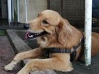 Golden Retriver Male Dog for Crossing