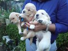 Golden retriver Male Puppy