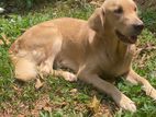 Golden Retriver Mother Dog for Kind Home