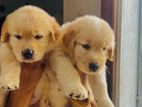 Golden Retriver Puppies