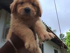 Golden Retriver Puppies
