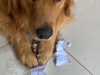Golden retriver puppies