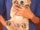 Golden Retriver Puppies