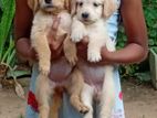 Golden Retriver Puppies