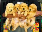 Golden Retriver Puppies