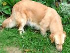 Golden Retriver Puppies