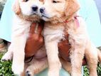 Golden Retriver Puppies