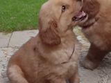 Golden Retriever Puppies