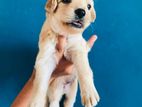 Golden Retriever Puppies