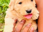 Golden Retriver Puppy