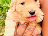 Golden Retriver Puppy