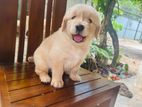 Golden Retriver Puppy