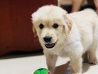 Golden Retriver Puppy