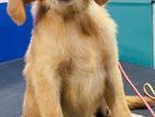 Golden Retriver Puppy