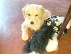Golden Retriver Puppy