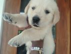 Golden Retriver Puppy