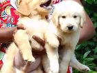 Golden Retriver Puppy