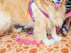 Golden Retriver Puppy