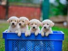 Golden Retriver Puppies