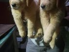 Golden Retriver Puppys