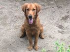 Golden Retriver Puppy