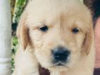 Golden Retriver Puppies