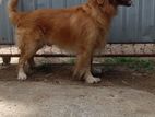 Golden Retriever Dog