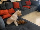 Golden Retriever Puppy