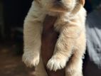 Golden Rettriever Puppy