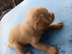 Golden Retriever Puppy