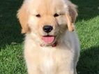Golden Retriever Puppies