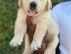 Golden Ritiver Puppies