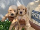 Golden Retriever Puppy