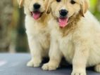 Golden Ritrever Puppies
