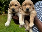 Golden Ritrever Puppy