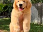 Golden Retriever Puppy
