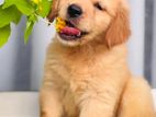 Golden Retriever Puppy