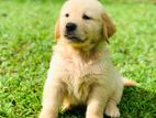 Golden Retriever Puppy