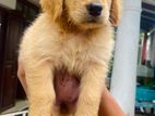 Golden Retriever Puppies