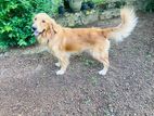 Golden Retriever Dog