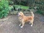 Golden Retriever Dog