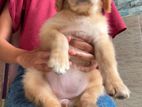 Golden Retriever Female Puppy